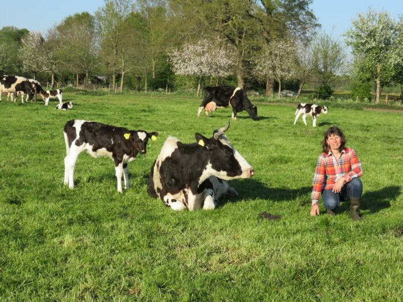 Boer Guus naast een koe met hoorns in het weiland.