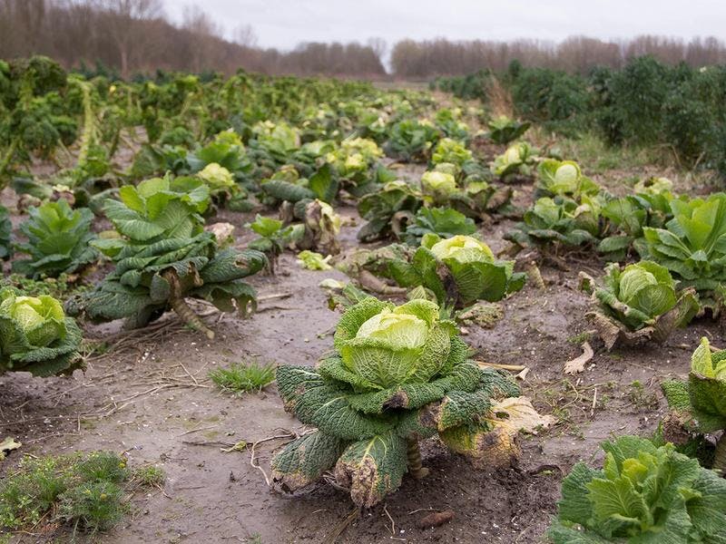 Ruim € 2,1 miljoen opgehaald voor landbouwgronden voor natuurvriendelijke boeren