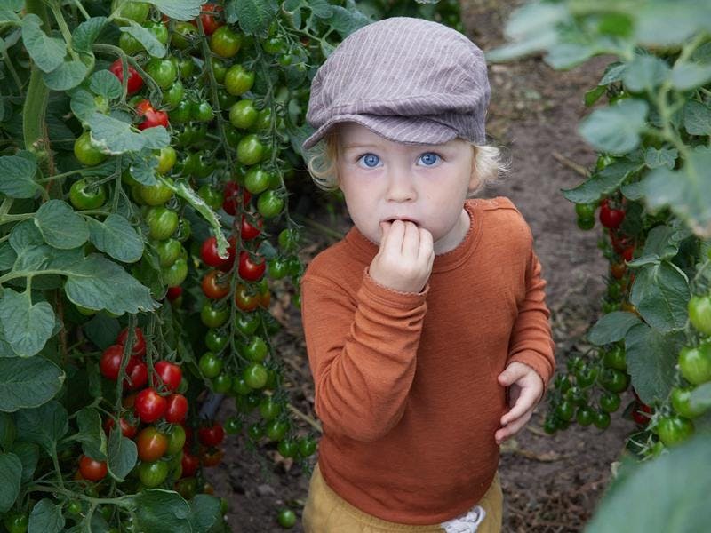 Kind staat tussen de tomatenplanten en steekt een tomaat in zijn mond.