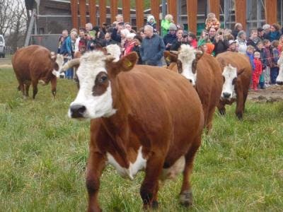 Koeiendans op biodynamische boerderij Veld en Beek in Doorwerth. Bekijk het filmpje!