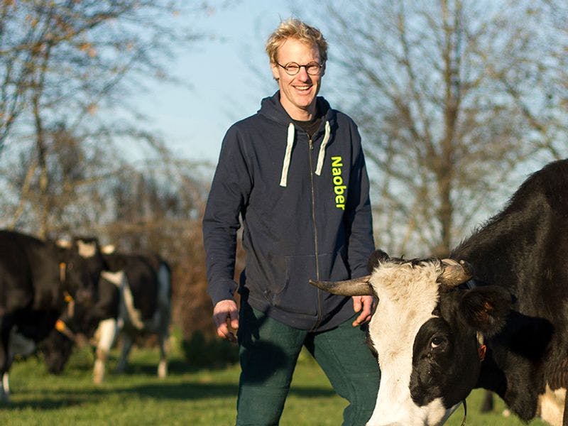 Boer Gerlof Pronk in het weiland tussen de koeien.